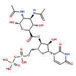 uridine 5'-diphospho-2,3-diacetamido-2,3-dideoxyglucopyranuronic acid