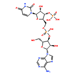 adenylyl-(3'-5')-uridine 3'-monophosphate