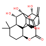 xerophilusin J