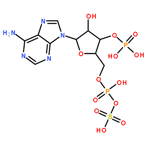 5'-O-[hydroxy(sulfooxy)phosphoryl]adenosine 3'-(dihydrogen phosphate)