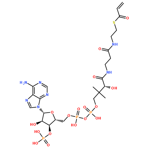 Coenzyme A,S-2-propenoate