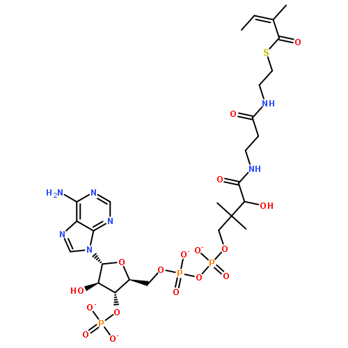 Coenzyme A,S-[(2E)-2-methyl-2-butenoate]