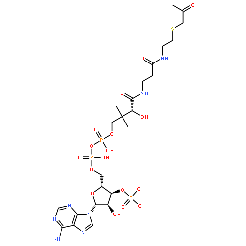 ACETONYL-COENZYME A