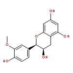 3'-methylated epicatechin