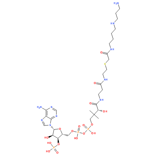 Coenzyme A,S-[2-[[4-[(3-aminopropyl)amino]butyl]amino]-2-oxoethyl]- (9CI)