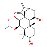 Xindongnin B